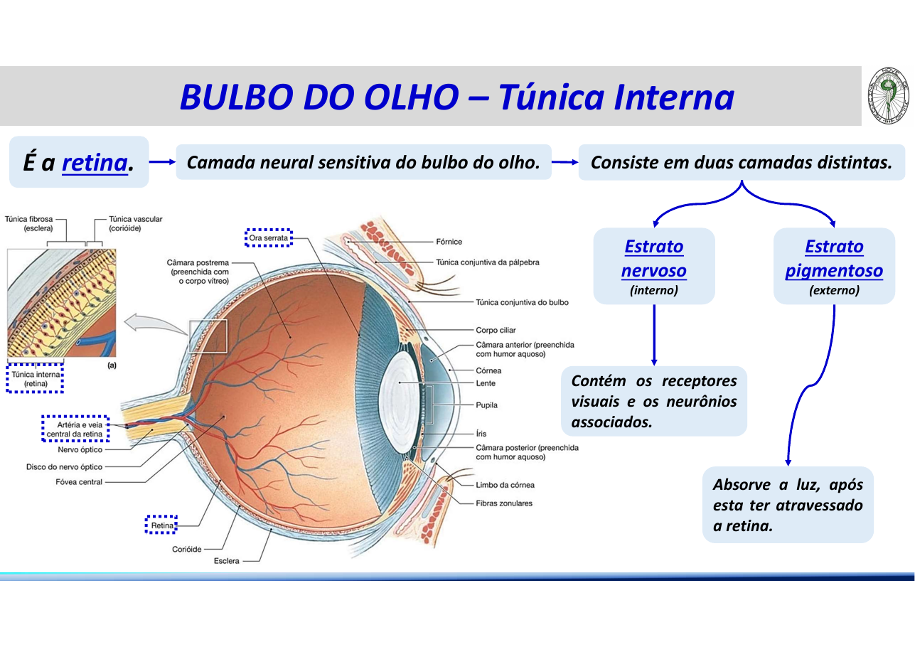 Túnica interna do olho