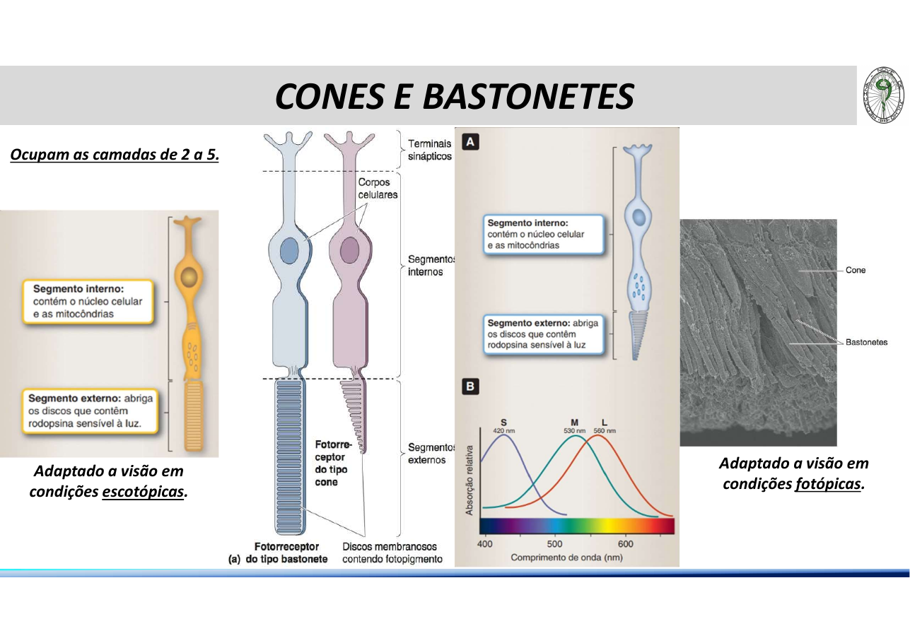 Cones e bastonetes