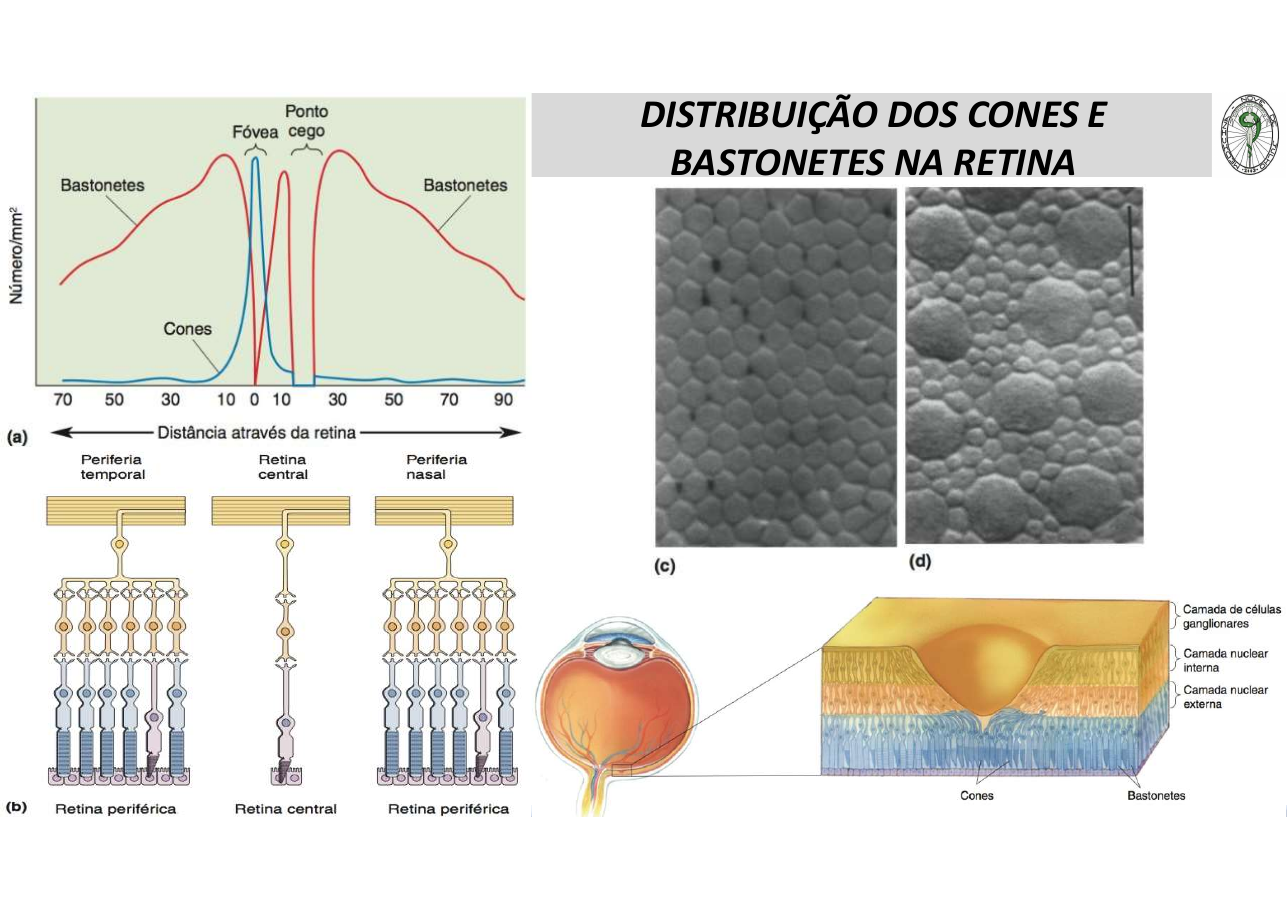 Distribuição na retina