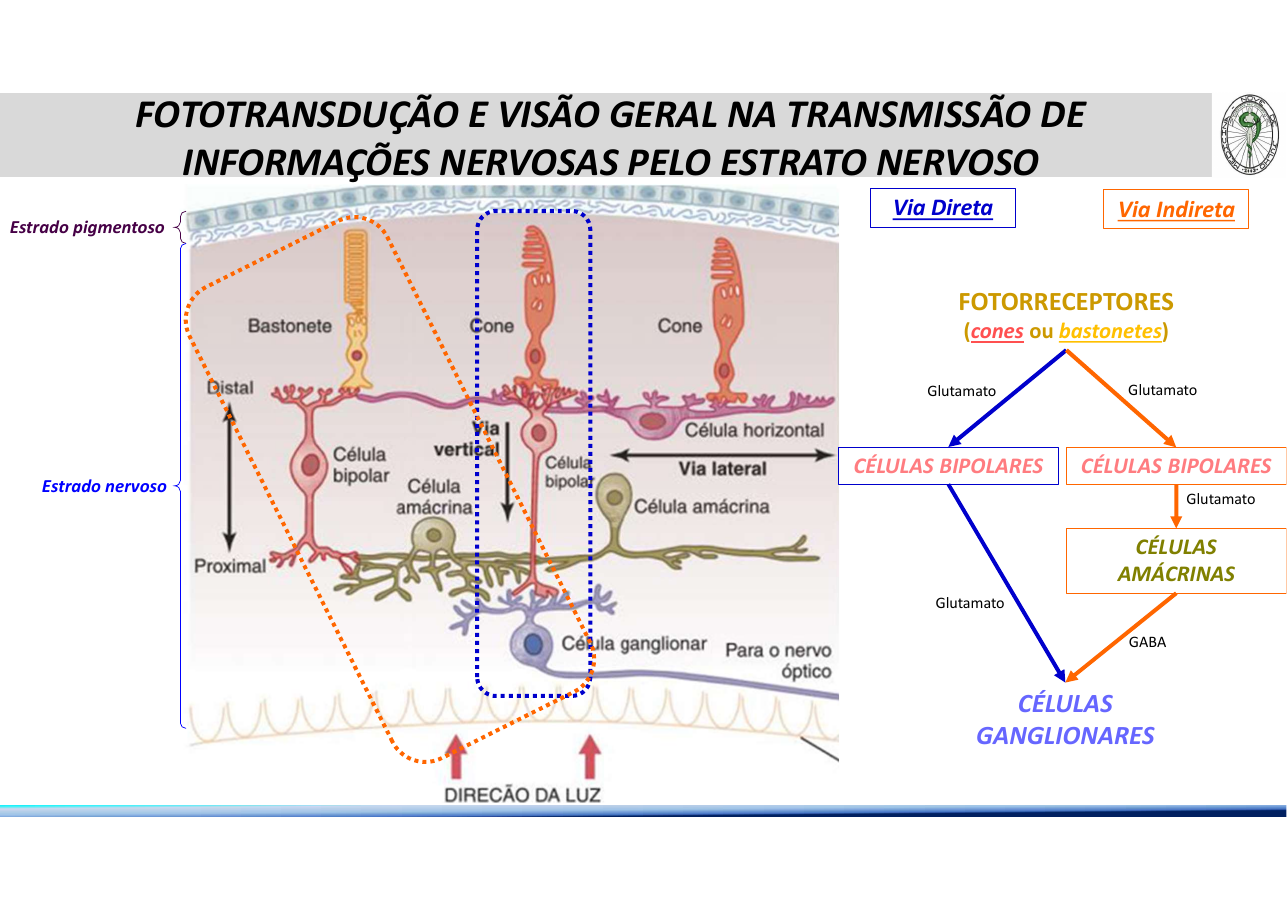 Cascata bioquímica