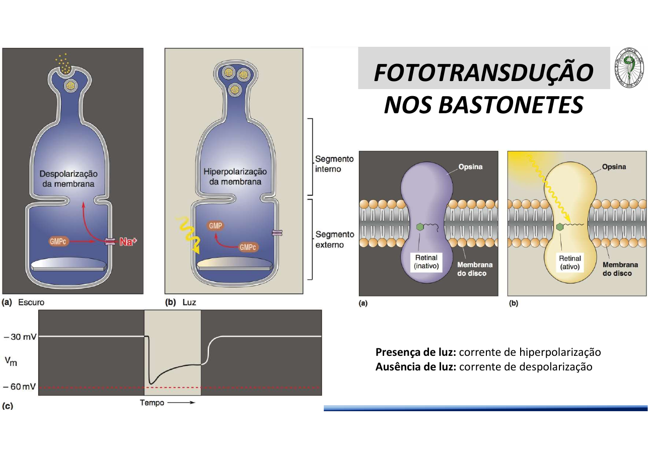 Fototransdução escuro x luz