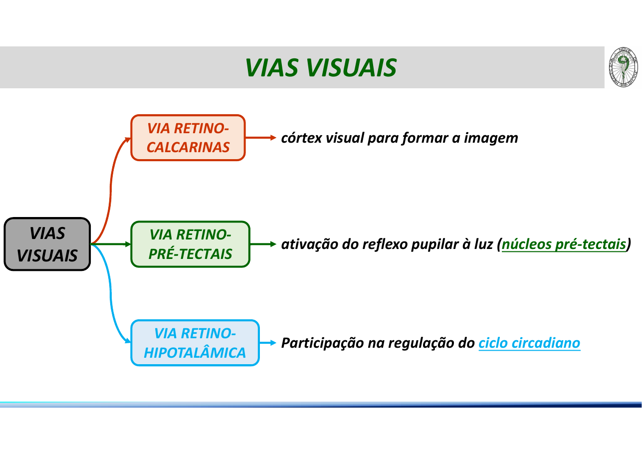3 vias visuais