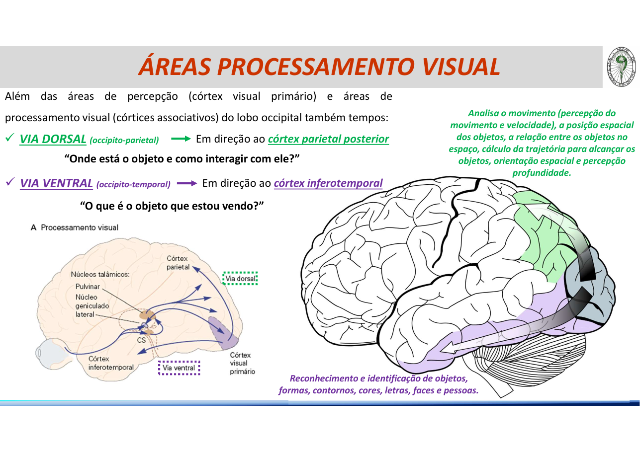 Vias dorsal e ventral