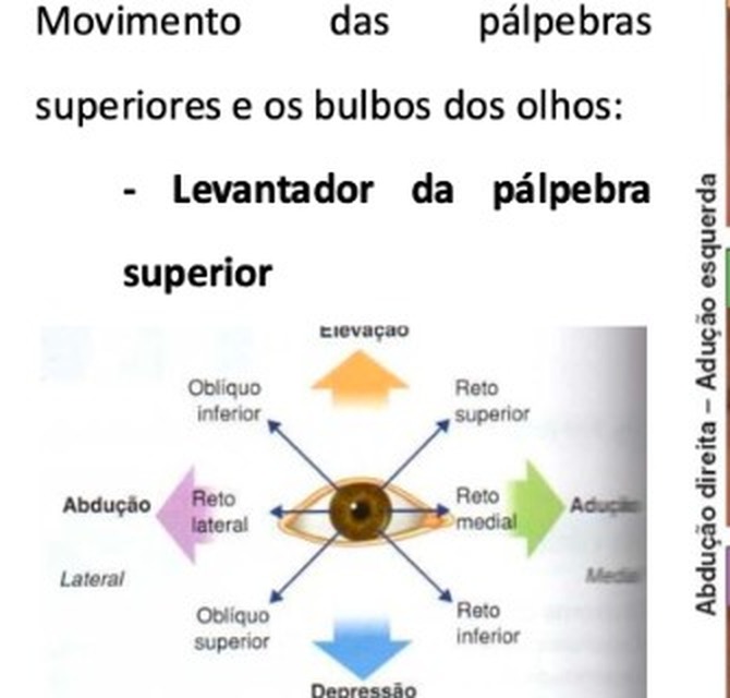 Diagrama dos músculos extrínsecos