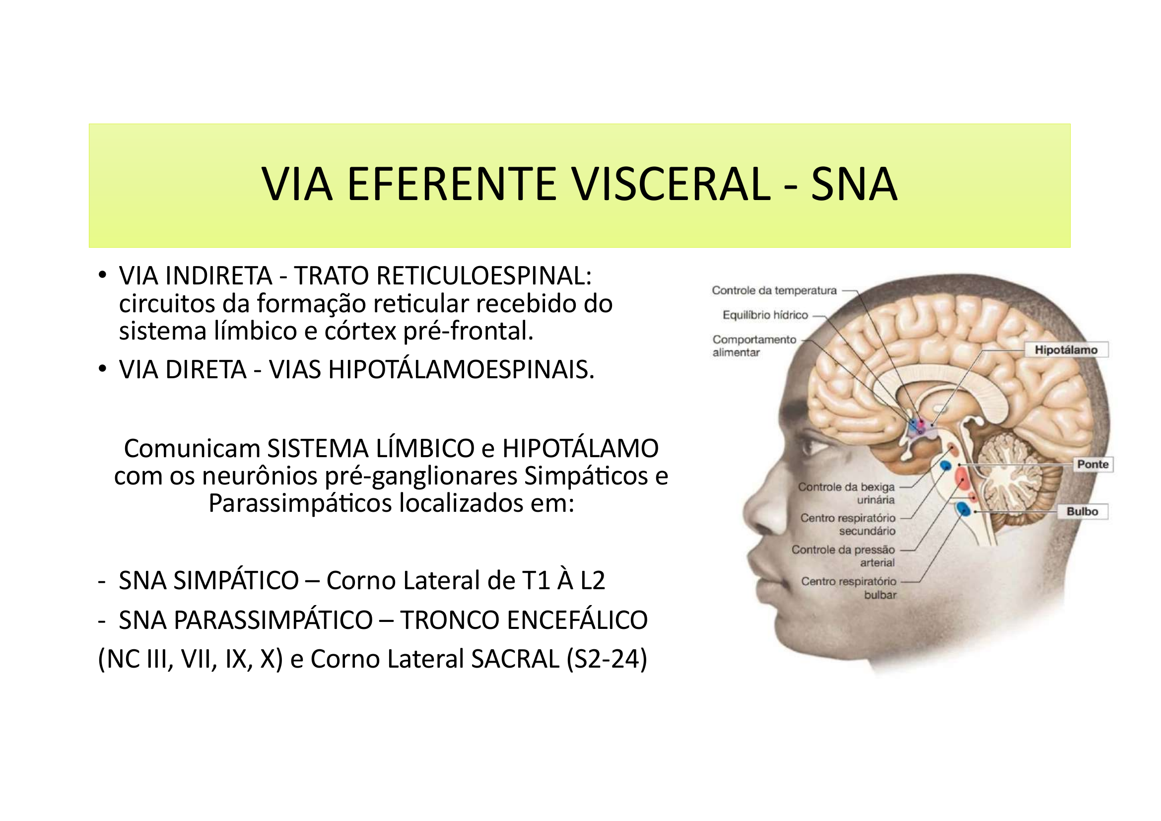 Via Eferente Visceral SNA