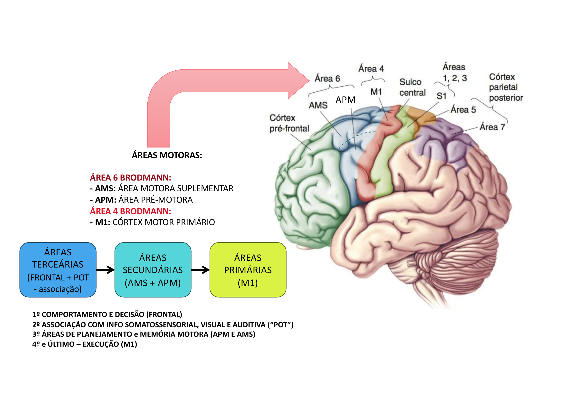 Áreas Motoras Brodmann
