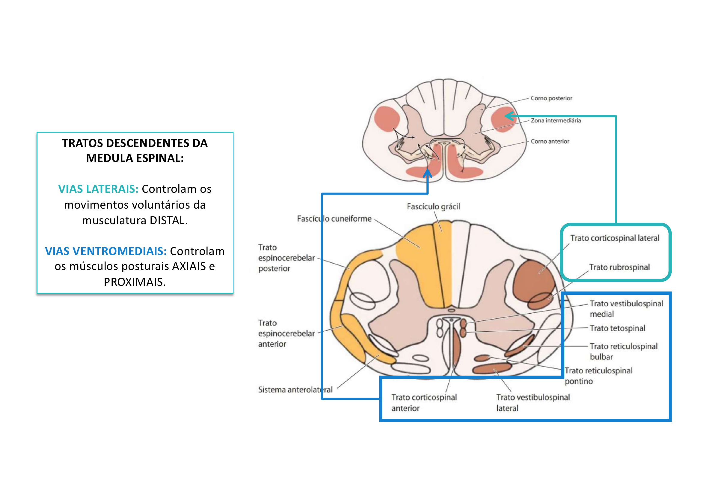 Tratos Descendentes da Medula