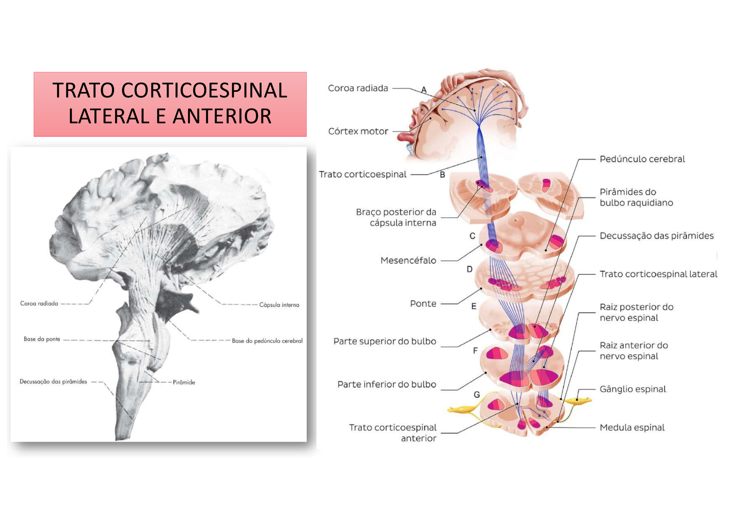 Trato Corticoespinal Lateral e Anterior