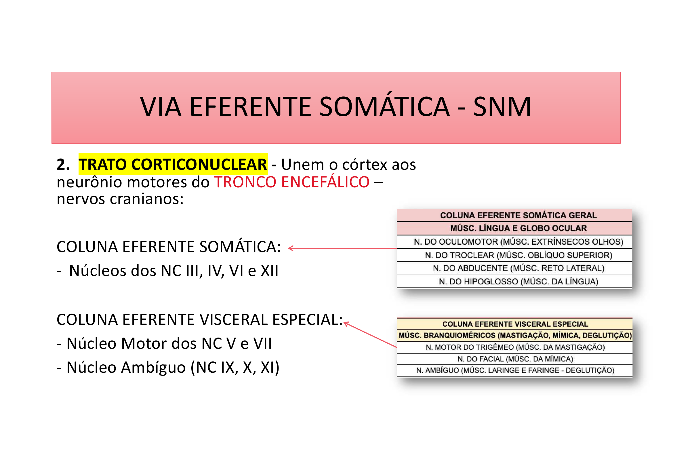 Trato Corticonuclear texto