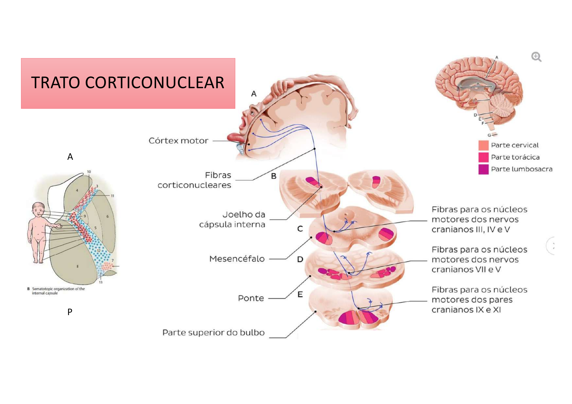 Trato Corticonuclear diagrama
