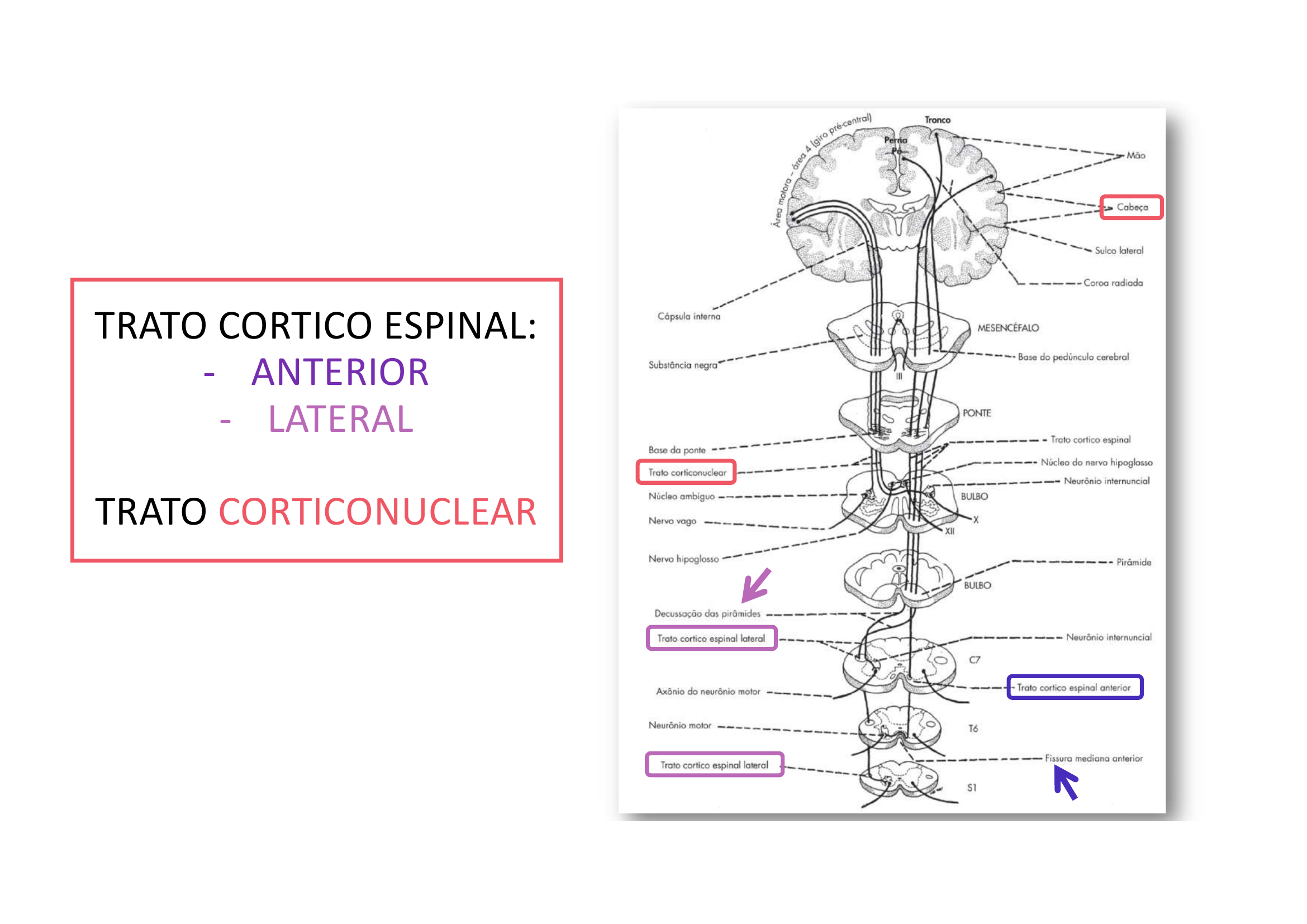 Esquema Corticoespinal e Corticonuclear