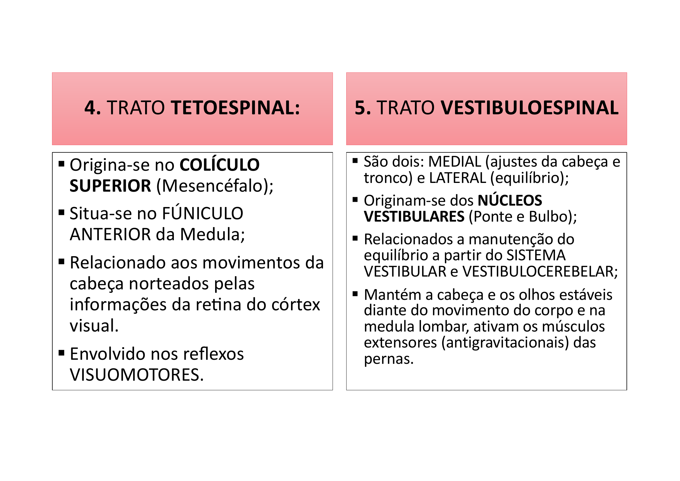 Trato Tetoespinal e Vestibuloespinal texto