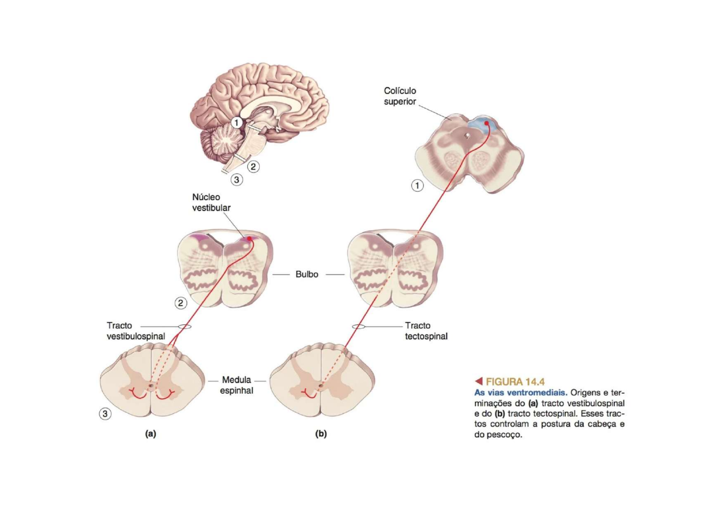 Vias Ventromediais diagrama