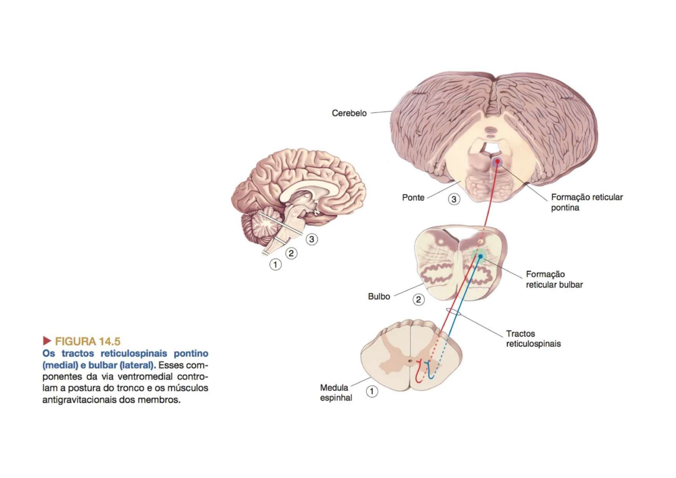 Trato Reticuloespinal diagrama