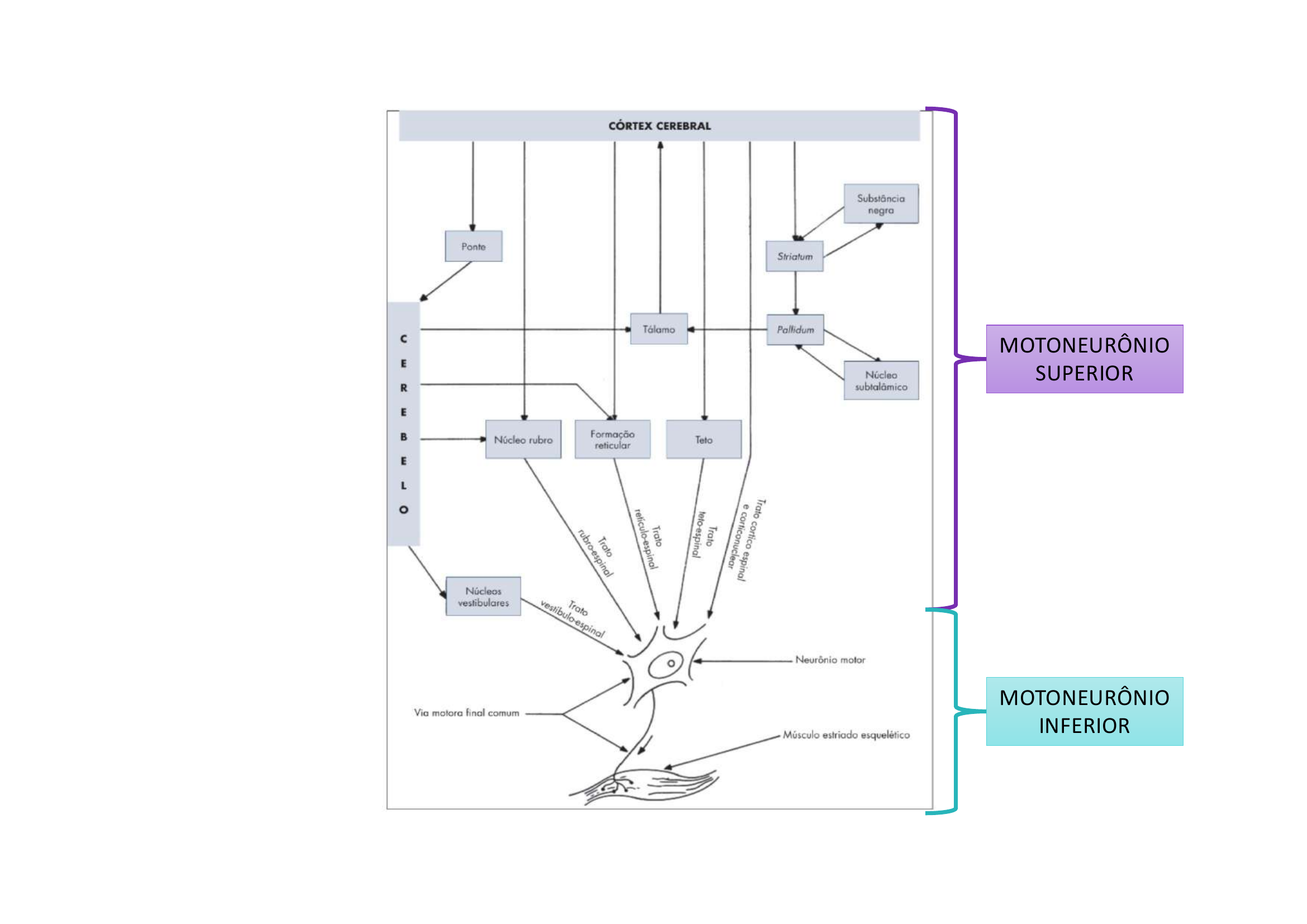 Motoneurônio Superior e Inferior fluxograma