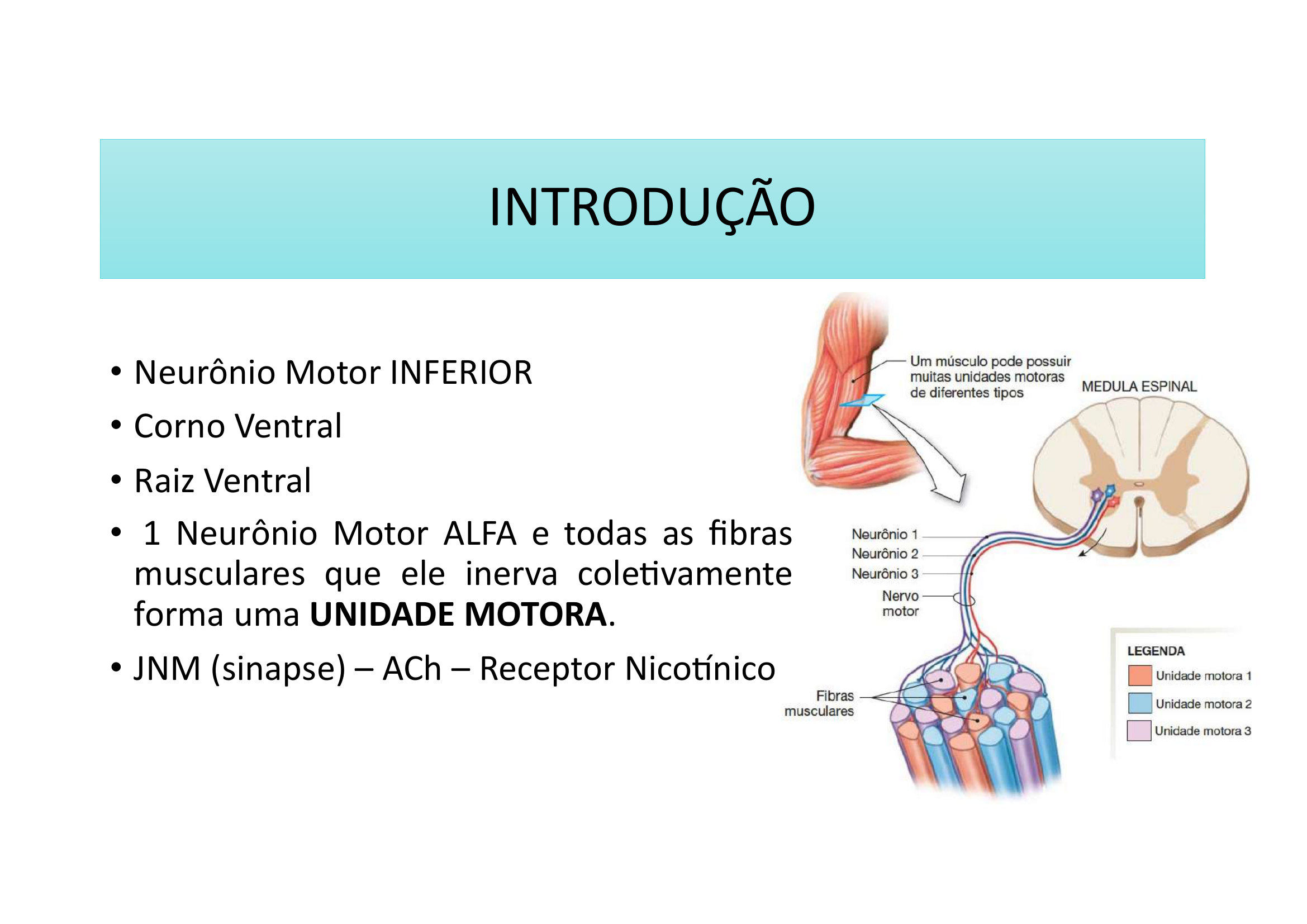 Introdução Unidade Motora