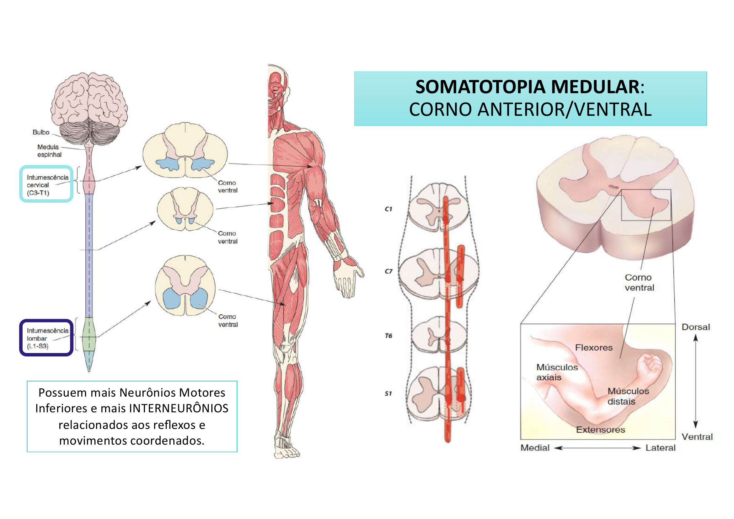 Somatotopia Medular Corno Ventral