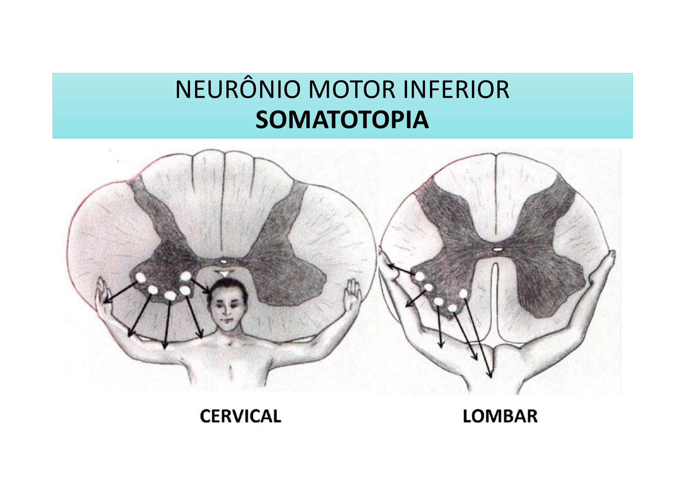 NMI Somatotopia Cervical vs Lombar
