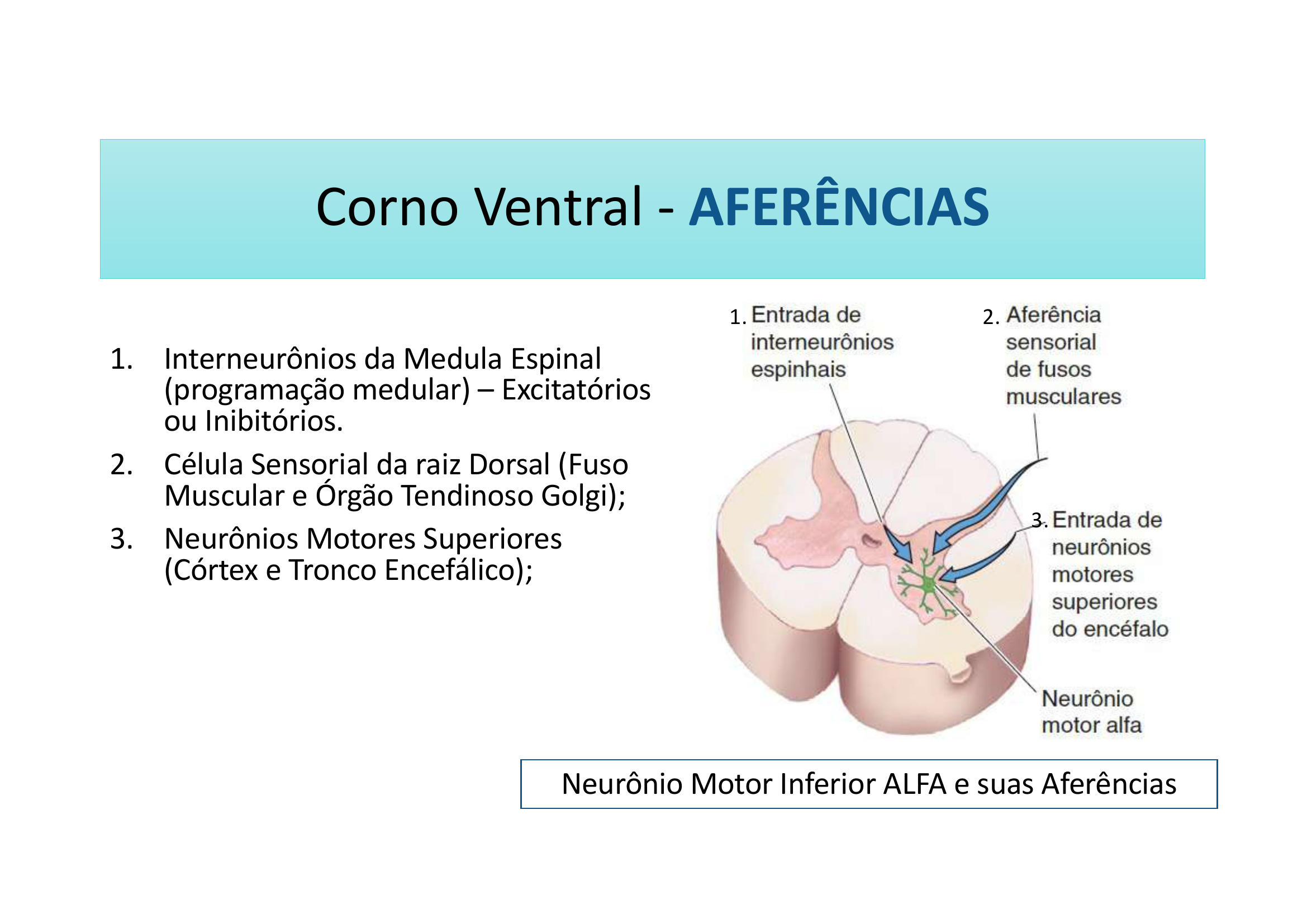 Corno Ventral Aferências