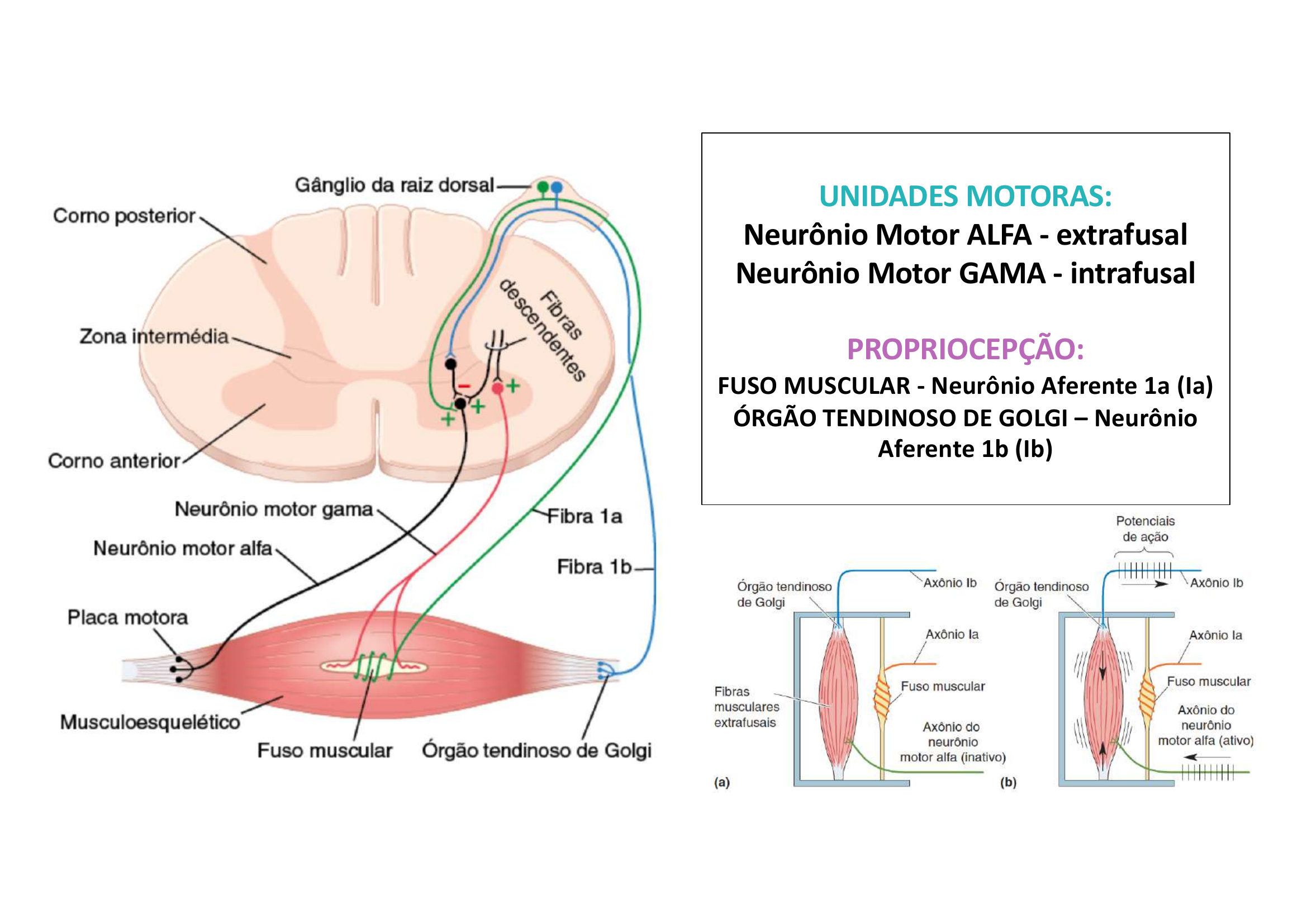 Unidades Motoras e Propriocepção