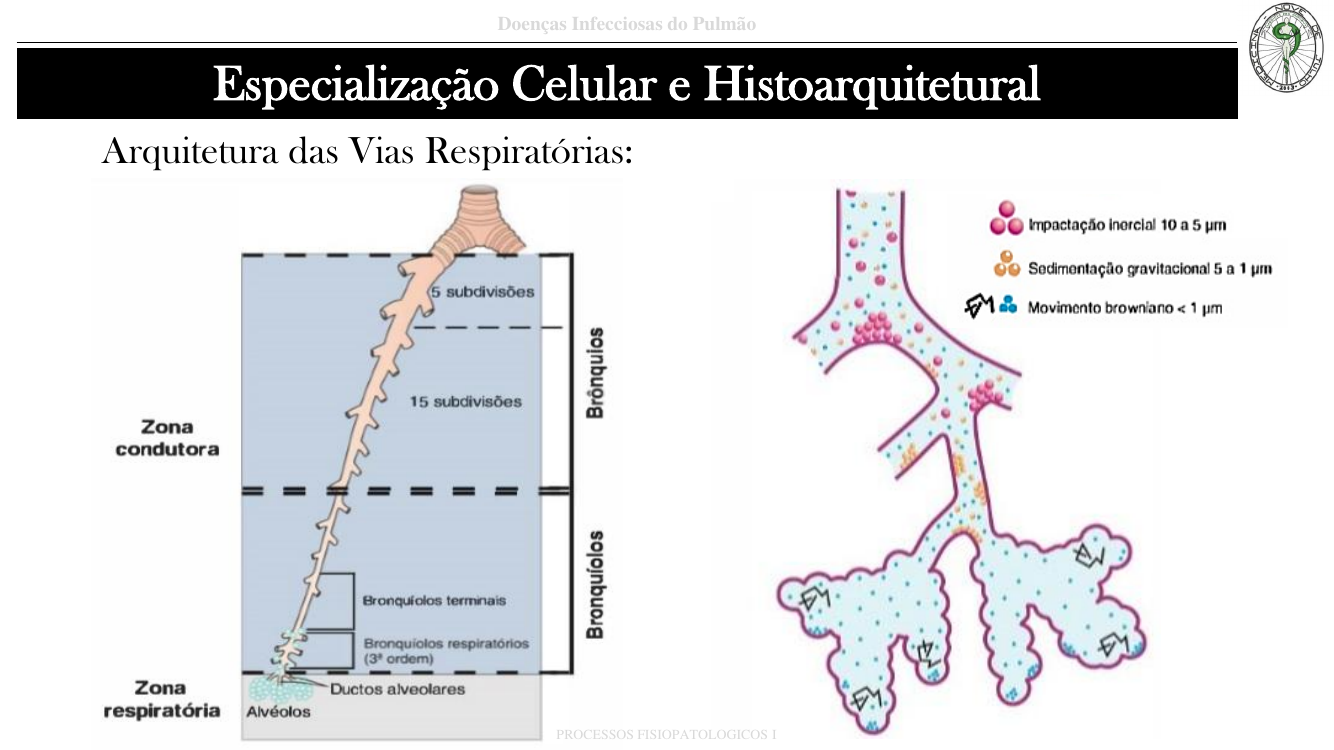 Arquitetura das vias respiratórias