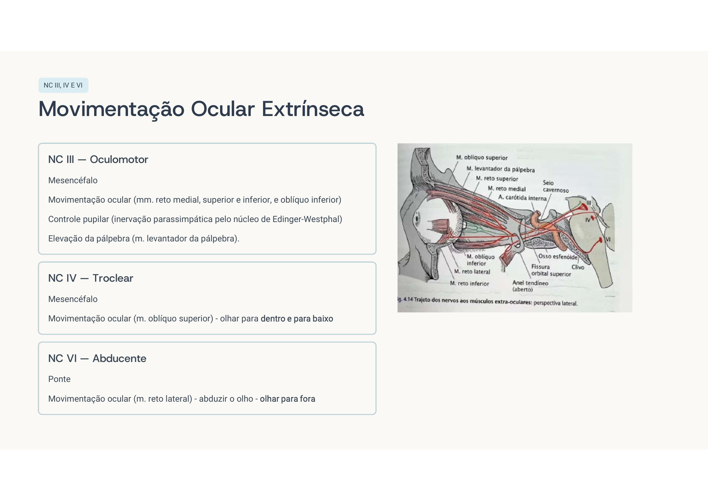 Músculos e nervos oculares