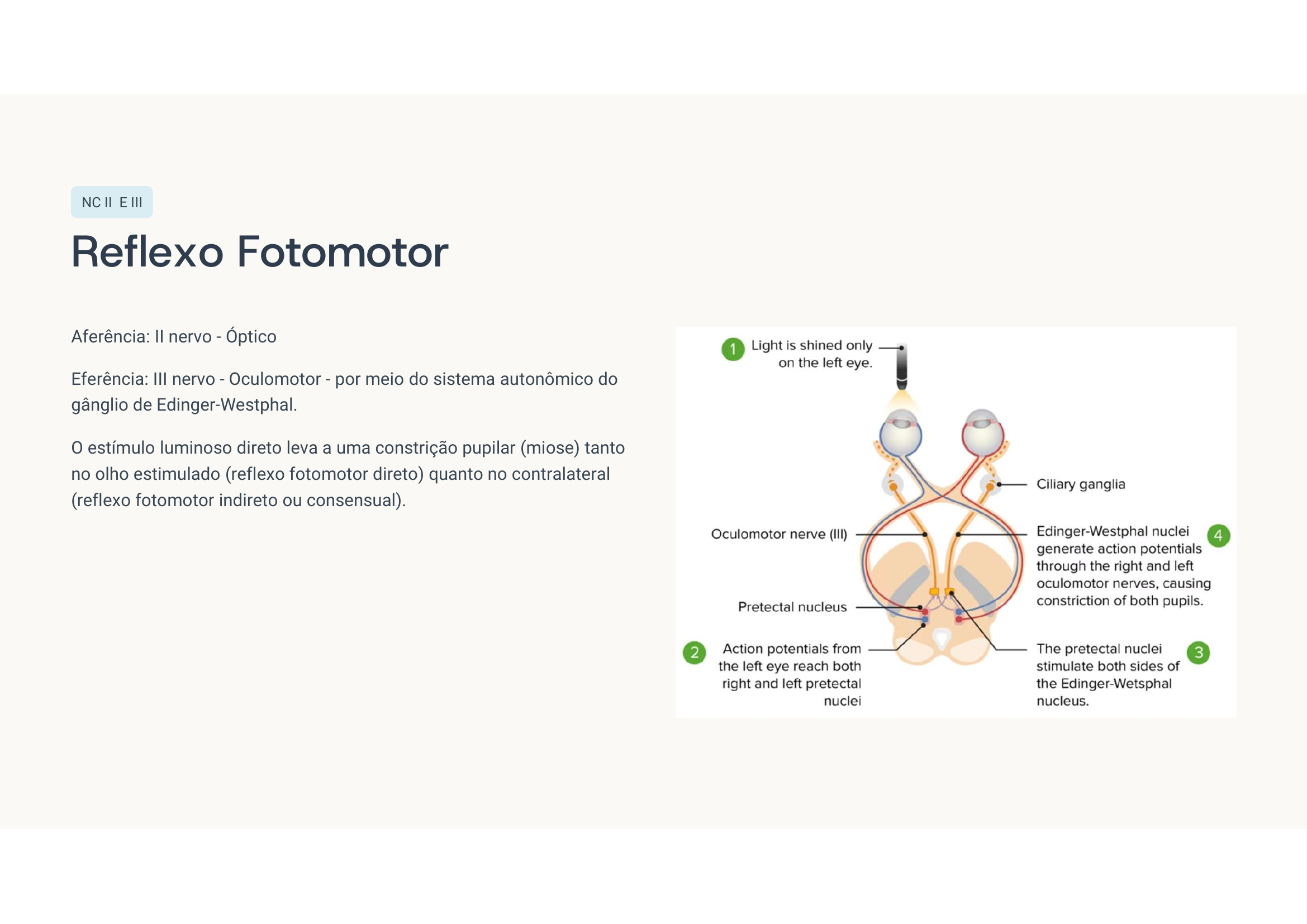 Via do reflexo fotomotor